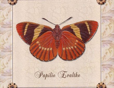 Papilio Evalthe I Fashion