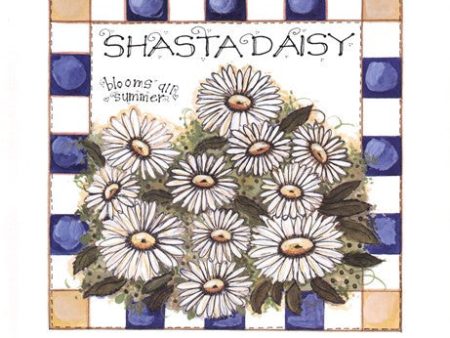 Shasta Daisy Online Hot Sale