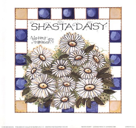 Shasta Daisy Online Hot Sale