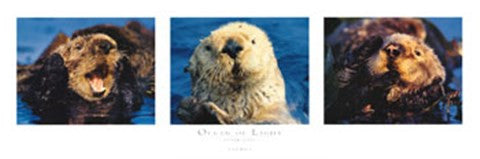 Ocean of Light- Otter Suite Cheap