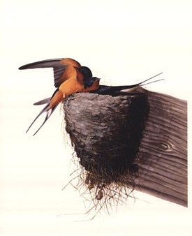 Barn Swallow For Sale