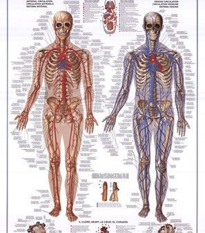 Circulatory System Fashion