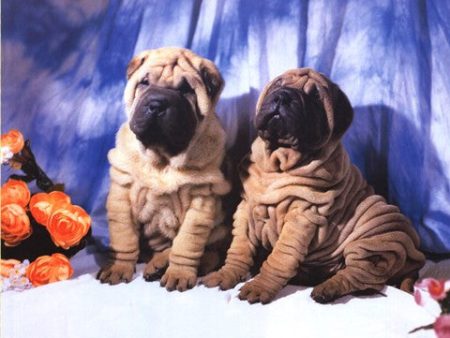 Shar Pei Pups Hot on Sale