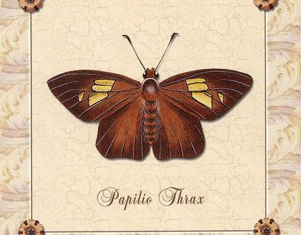 Papilio Thrax Cheap