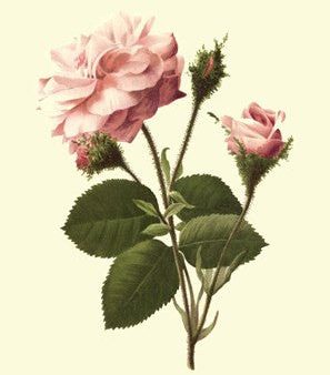 Victorian Rose II Hot on Sale