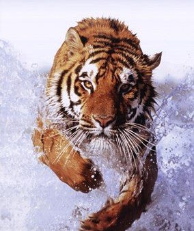 Tiger Running Through Water Online Sale