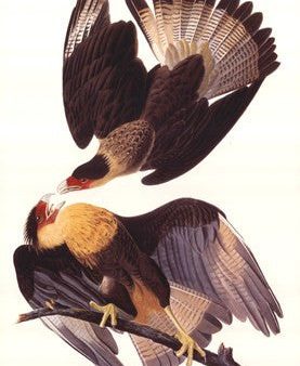 Crested Caracara Hot on Sale