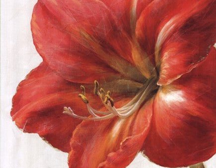 Vivid Amaryllis Cheap