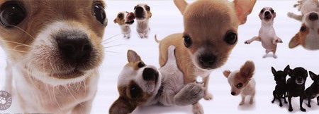 Dogs - Chihuahua Online Sale